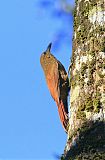 Northern Barred-Woodcreeper